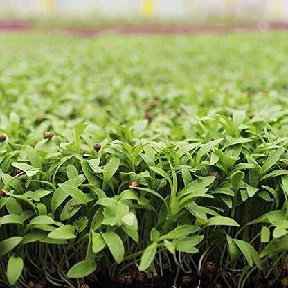 KNESSiN Chinese Parsley (Coriander)[1000 Seeds] Seed