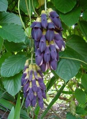 Srushtitraders Mucuna Nigricans 1 Seed, Rare Asian Black Jade Vine Seed