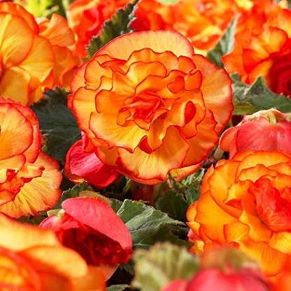 VibeX XLR-57 - Begonia bicolour Orange Red Exotic Flower - (270 Seeds) Seed