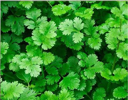 VibeX ® XLR-128 Seeds Herb Cilantro Calypso Seed