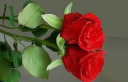 greenfarm Fragrant Rose Flower Seeds / Gulab Seeds Imported 80 X Seeds , KJ72 Seed