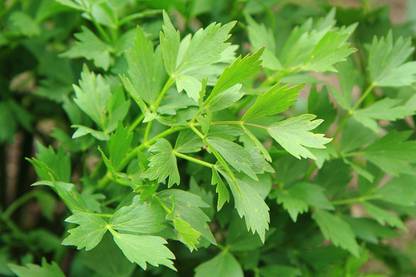 VibeX ® VMR-3 Lovage Herb Seeds(Levisticum officinale) Seed