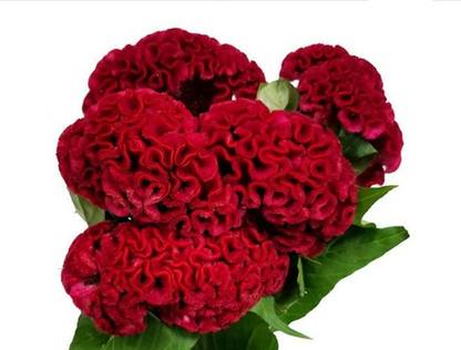 CEZIUS (Cockscomb) Flower Seeds COXCOMB RED SEEDS Seed