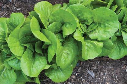 VibeX XLL-52 - Bibb Lettuce - (150 Seeds) Seed