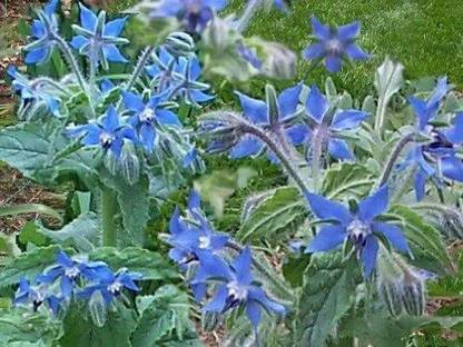 VibeX XLL-52 - Certified Organic Borage - (150 Seeds) Seed