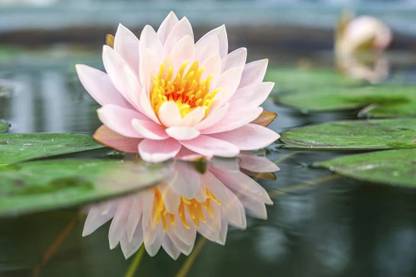 VibeX XL-80 - Water Lotus Flower Bowl Pond - (30 Seeds) Seed