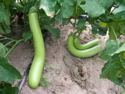 MAA Brinjal Green Long, Brinjal, Eggplant Seed