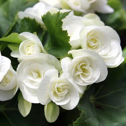CYBEXIS TLX-92 - White Begonia - (90 Seeds) Seed