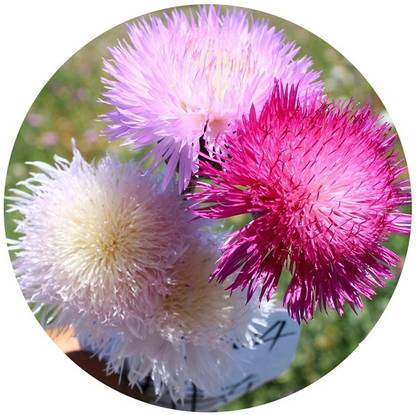 Quentova Garden flower mix color Sweet Sultan-GAV-3K Seed