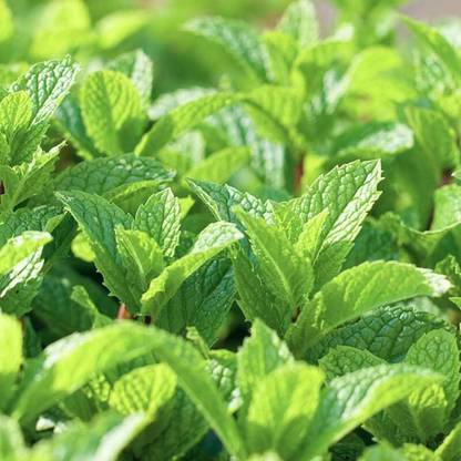 Qualtivate XXX-9A Peppermint Herb Seeds Seed