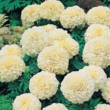 EKAKSHAR Flower Seeds Marigold F1 Hybrid White Vanilla Flower Seeds XX18 Seed