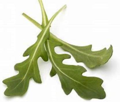 WILLVINE Garden Arugula Microgreen Seeds for Sprouting Sprouts-[2500 Seeds] Seed