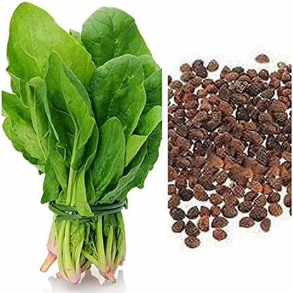 PMA palok shak seed, spanish Seed