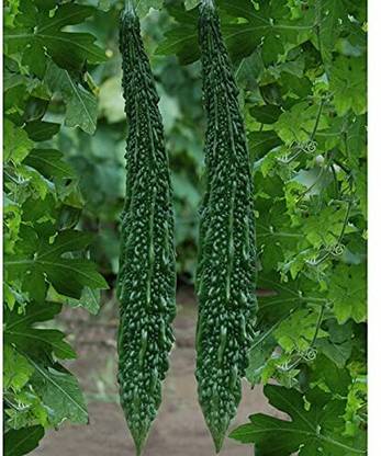 Aywal Vegetable seed -Bitter Gourd - Karela Seeds F1 Hybrid Seed