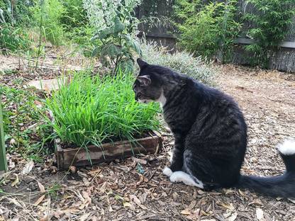 VibeX ® VXI-4 Cat Grass (Sweet Oat Grass) Seed