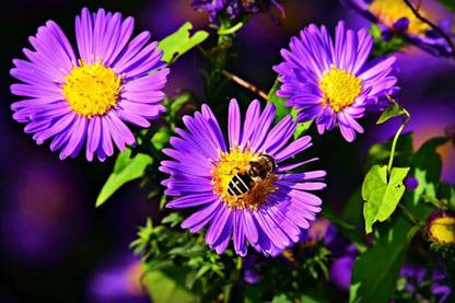 Aywal Aster" Duchess Mixed" Hybrid Seed