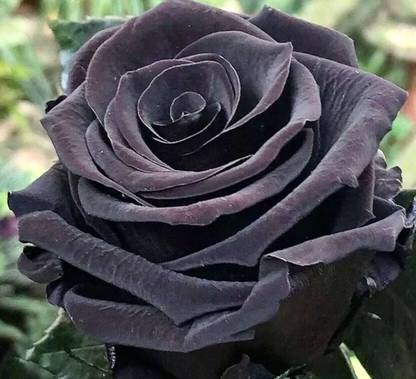 VibeX Hybrid Turkish Black Rose Seeds Seed