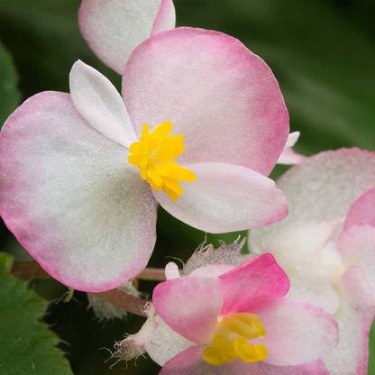 WILLVINE GBPUT-98 Begonia Cocktail Series Plant Seeds Seed