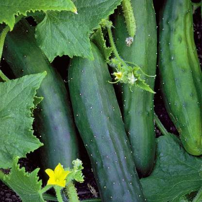 VibeX VXI-2 - Marketmore Cucumber Green - (450 Seeds) Seed
