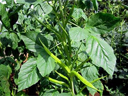 CHILLATAI Guar Bean / Govari / Cluster Bean Seed