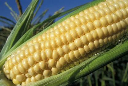 CEZIUS YELLOW INDIAN SWEET CORN Seed