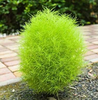 UGRA Kochia Burning Bush Seeds Seed