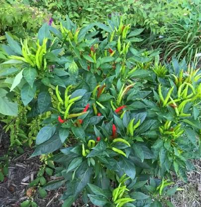wequality Hybrid chilli seeds,hybrid mirch seeds,hybrid Miracī seeds Seed