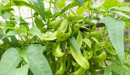 WATIKA Cangreen Lima Bean Seed