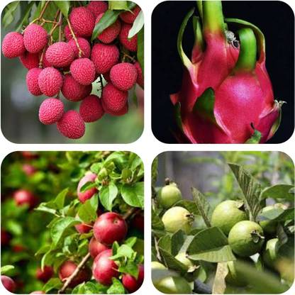 seedx Combo Pack Of -Litchi-Apple-Dragon Fruit-Guava Seed