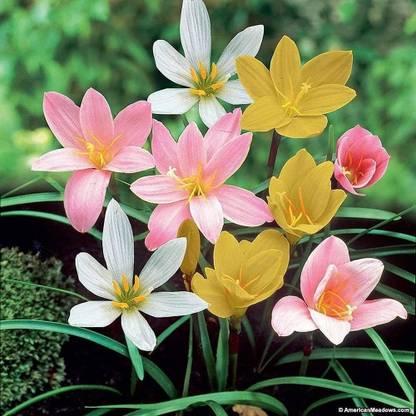 Gardener Bhabi Gardener Bhabi Rain Lily Mix Flower Bulb Seed