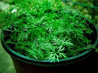 VibeX ® XLR-55 Dill Dukat Herb Seeds Seed