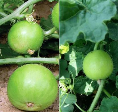 MKR Enterprises Tinda Seed