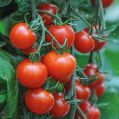 ActrovaX Tomato Vegetable, Grow Your Own [16000 Seeds] Seed