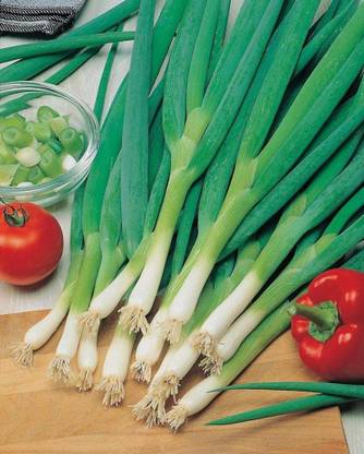 CYBEXIS ATS-33 - Bunching Long Green Onion - (4500 Seeds) Seed
