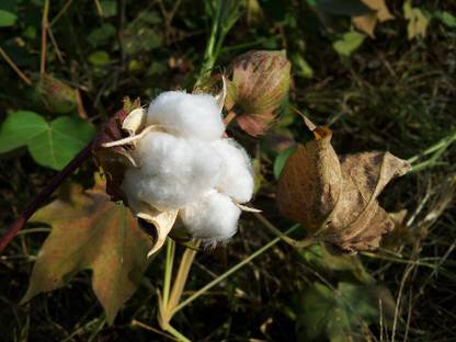 BDSresolve cotton seeds hybrid/kapas cotton seeds 71 Seed