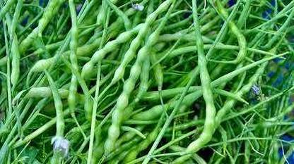 seedkart Singra/ Green Singra Seed