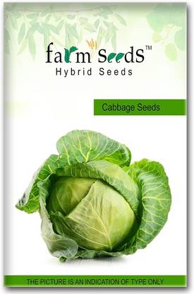 WILLVINE SYN -II Gardening | Cabbage (Bandh Gobi) [25g] Seed