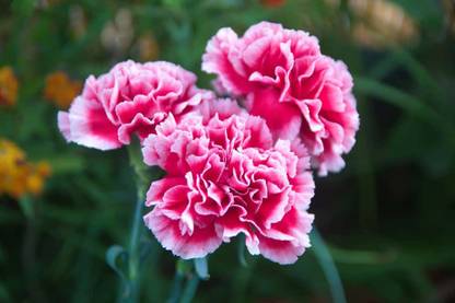 Audhav CARNATIONS Seed