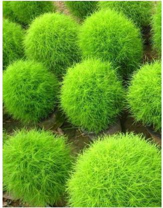 UGRA Burning Bush - Kochia scoparia seeds Seed