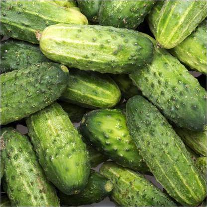 Biosnyg YRS-25 Desi Cucumber (Cucumis sativus)- Seed