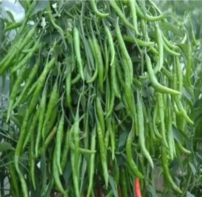PAHUJA Chili mirch f1 hybrid Seed