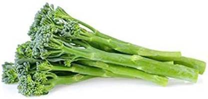 WILLVINE VXI-276 Spring Raab Rapini Broccoli Seeds Seed