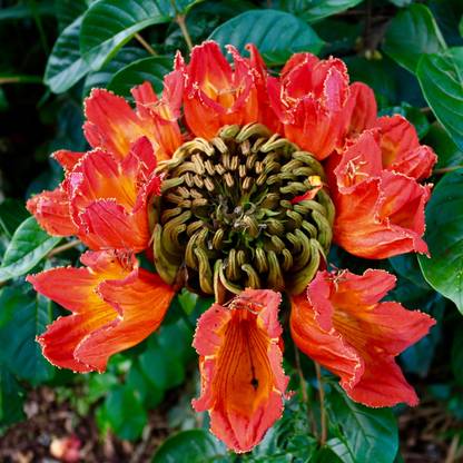 DeodarSeeds African Tulip Tree, Spathodea campanulata Seed