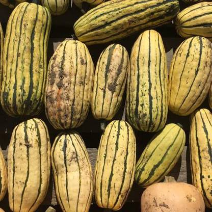 CYBEXIS Special Sweet Dumpling Squash Seed
