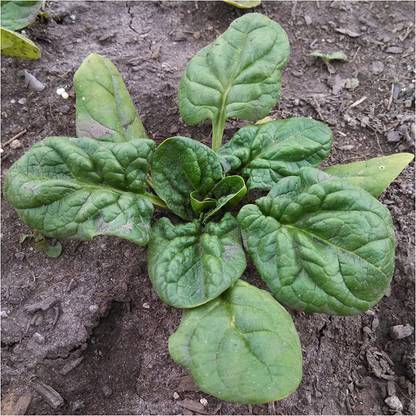 CYBEXIS XLR-40 - Giant Nobel Spinach - (250 Seeds) Seed