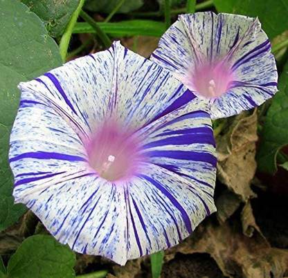 CYBEXIS XLR-91 - Morning Glory Climbing Flowers for Planting - (100 Seeds) Seed