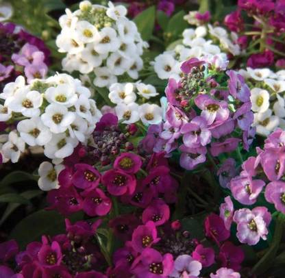 BDSresolve allisum flower seeds/alyssum seed 11 Seed