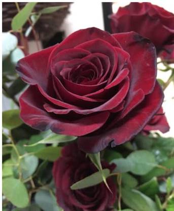greenfarm NXC- Fragrant Rose Flower Seeds /Gulab Seeds, 90 X Seeds ,yte94 Seed