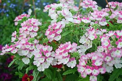 BDSresolve Trailing verbena seeds PACK OF 35 Seed