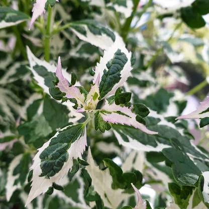 CYBEXIS TLX-58 - Variegated Hummingbird Mint - (150 Seeds) Seed